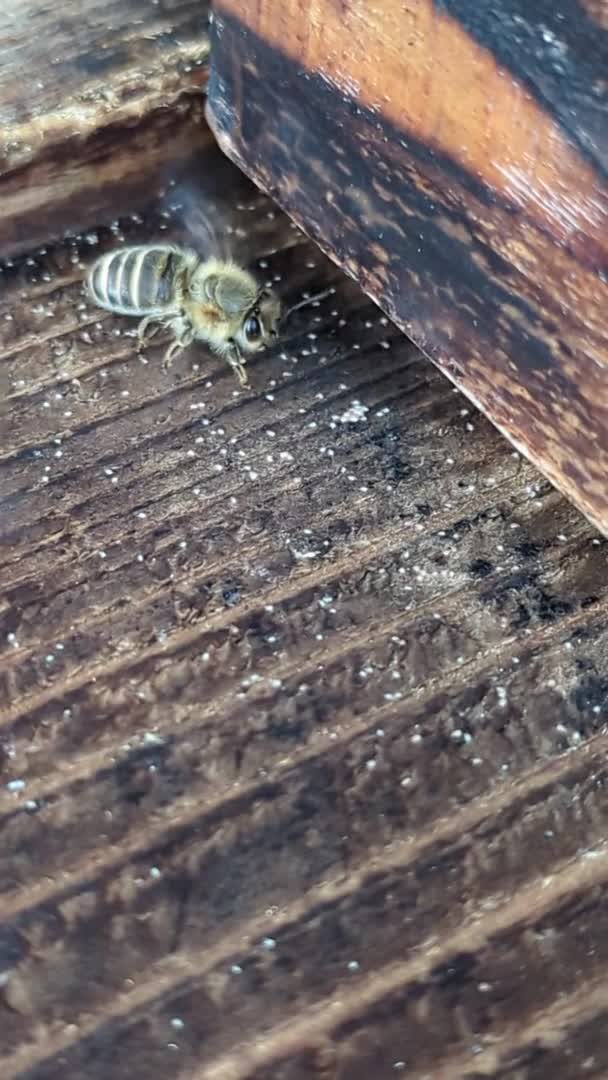 雨上がりの巣門に1mmにも満たない小さな虫が大量に沸きました