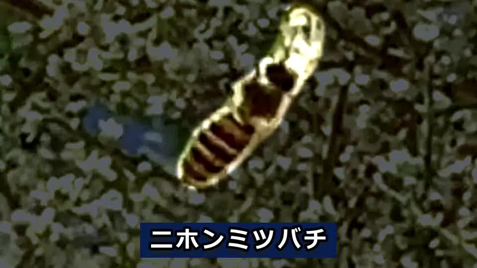 この木何の木？ 気になる木 … カラスザンショウ or ハゼ？