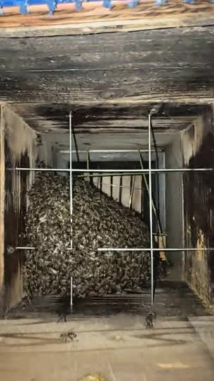 先日熊の被害にあった群れの越冬は無理だと思いますが、給餌してどこまで育てることができるかやってみます。