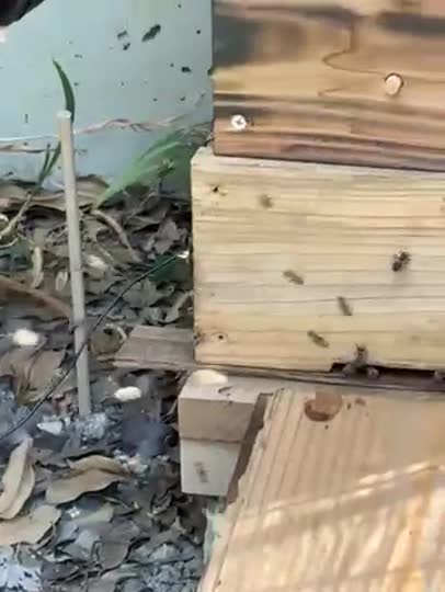 午後2時頃巣箱周りを凄い数が飛び交ってます