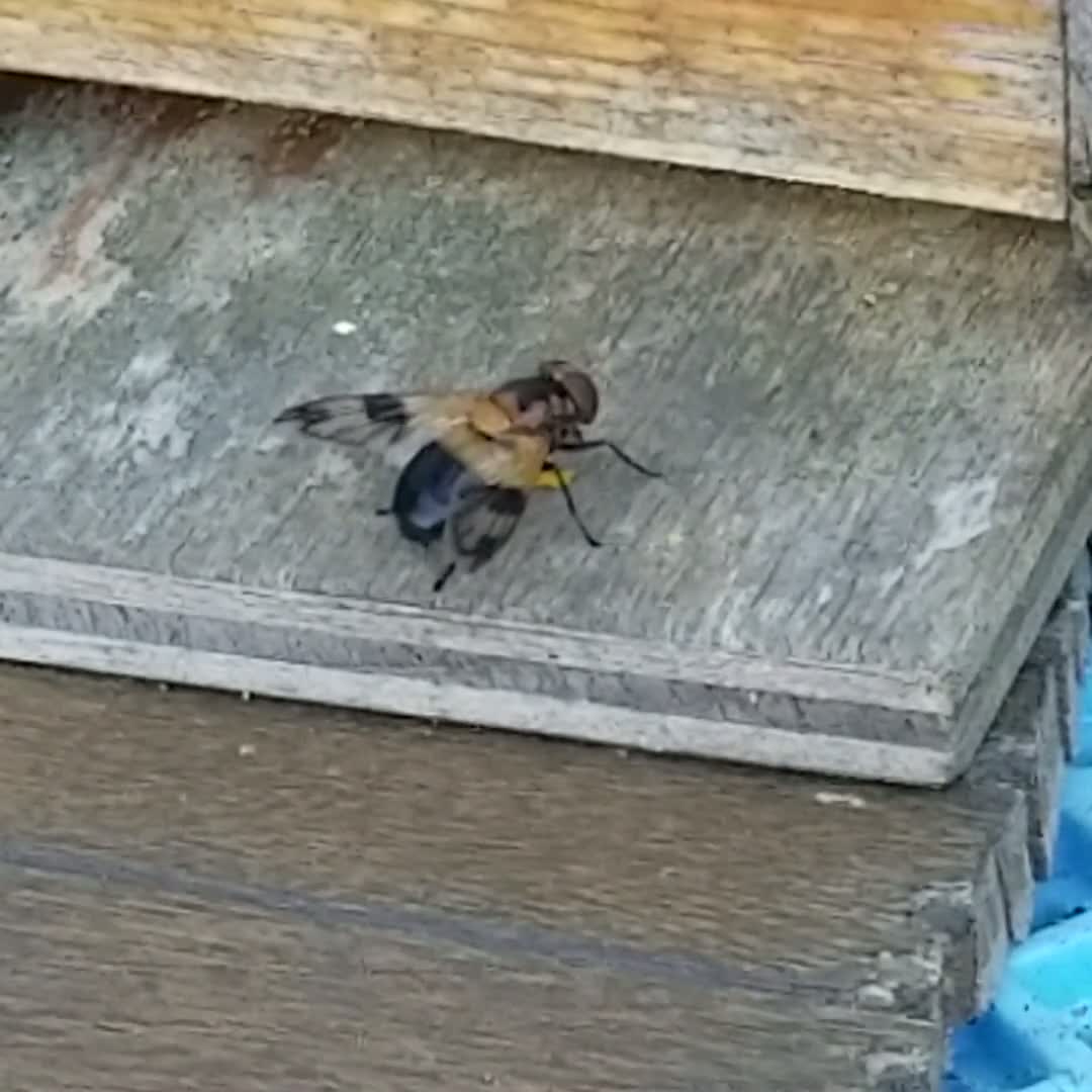 私は誰でしょう クマバチ雄ってこんなに顔白 ミツバチq A