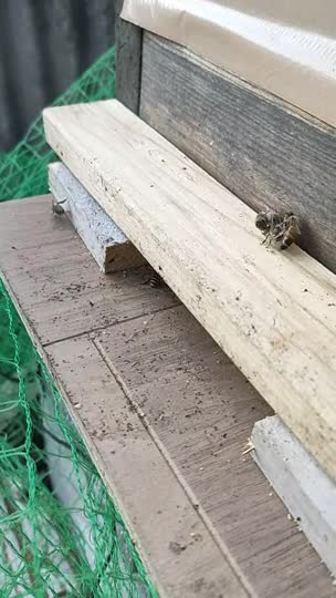 西洋ミツバチ(？)の盗蜜盗蜂にあっています　対応方法を教えてください