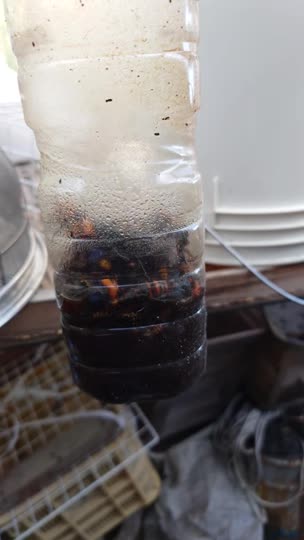 ペットボトルトラップに入ったオオスズメバチの死骸の利用について