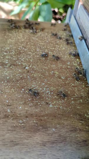 ミツバチ背中に白いモノ？？大丈夫？花粉なら足に黄色のハズ………。