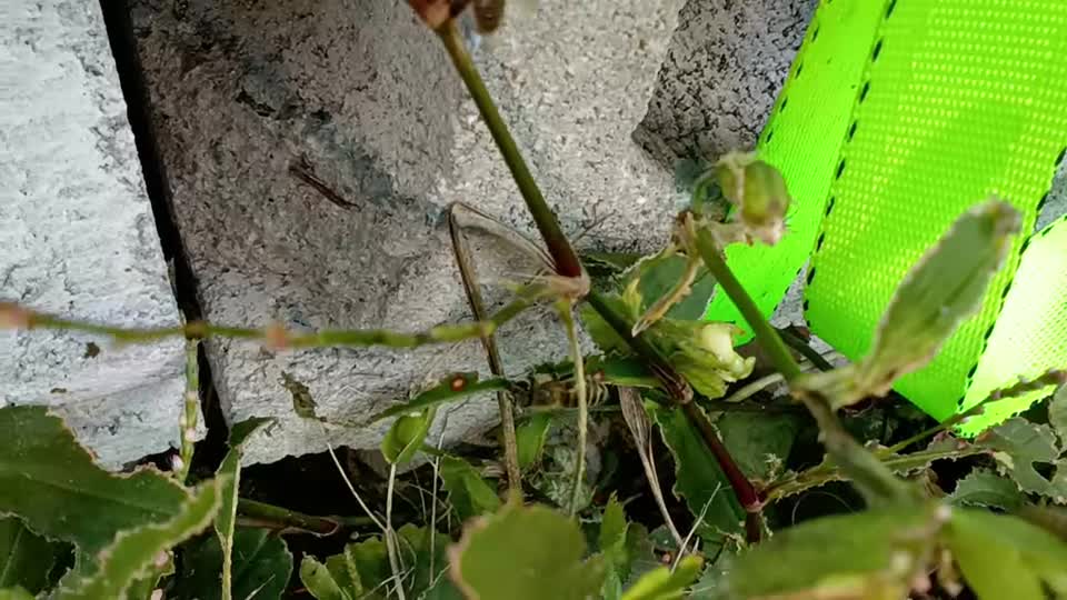 ミツバチは植物の葉っぱを食べるのでしょうか？