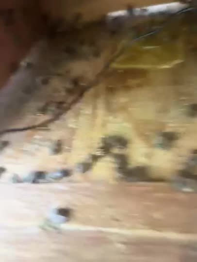 今の飼育状況です。順調に育ってると思ってます。
