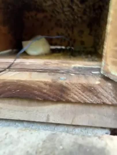 巣門台にまで蜂球がきました。蜜枯期なのと高温の為継がないと思います。
