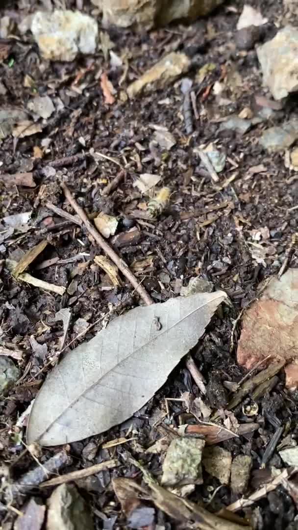 【続報】巣箱の下で数匹が死にかけています。この症状はアカリンダニでしょうか？