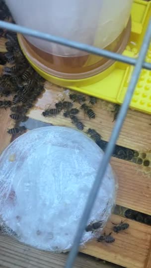 給餌室に糖蜜を置く際にこぼして大変な事に