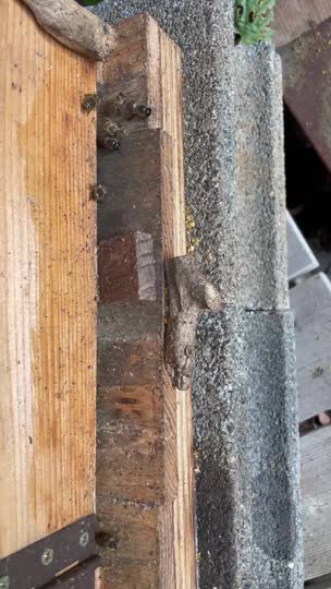 女王蜂になにかあったのでしょうか？雄蜂が増えてきています