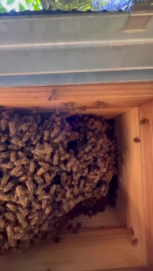 1ヶ月前に継ぎ箱しましたがまた増やした方がよいですか？