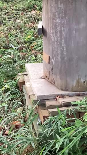 本日入居した模様です。　女王が不在だとしても花粉の搬入はありますか？