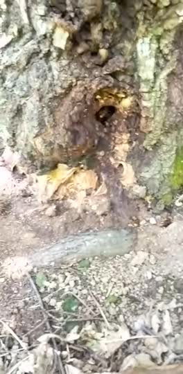 これはオオスズメバチですか？小型スズメバチですか？