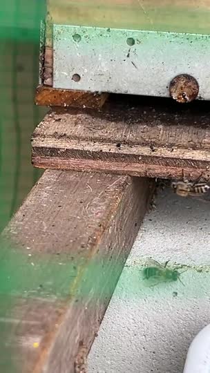 巣門から水分がにじんで出てきました。蜜が漏れてるのですか？