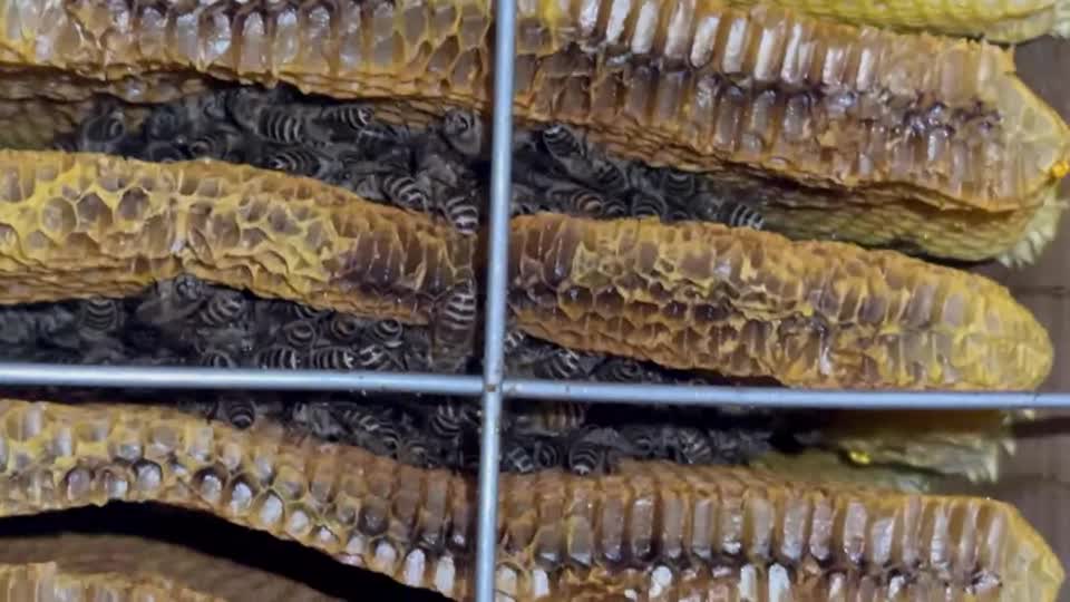 先日質問させていただいた続きです。急にミツバチの数が減り、下にはたくさんの死蜂が。皆様に多分餓死だろうとアドバイスを受けたその後の動画です。どういう状態でしょう