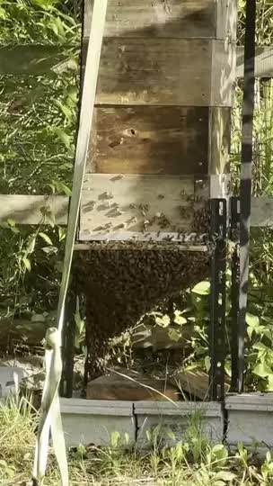 今朝いきなりのこの状態です！？まさか分蜂？？いや、逃亡する気なのか、、