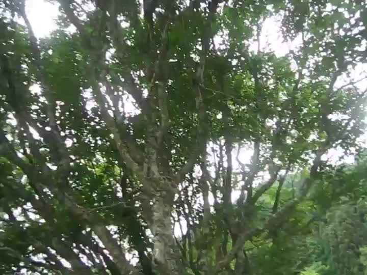 令和6年6月10日　大分山荘より3km先の蜂置き場にある樹木ですが、凄い羽音がしていますね。