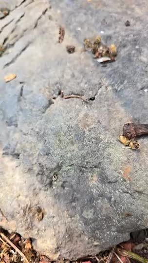 ミツバチの大量死があってまだ子捨てが続く巣箱はエサ不足か、またはダニ？？