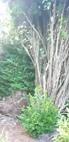 この間から巣箱回りを沢山の蝶が飛んでます　初めて見る蝶でこれは何と言う蝶ですか？