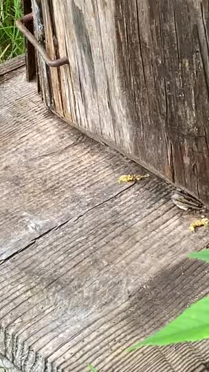 この動画から入居したか盗蜜か判断できますか？