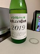 新巻ぶどう園収穫 山梨特産デラウェア種