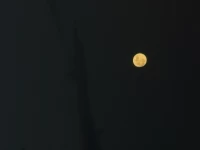 user-icon