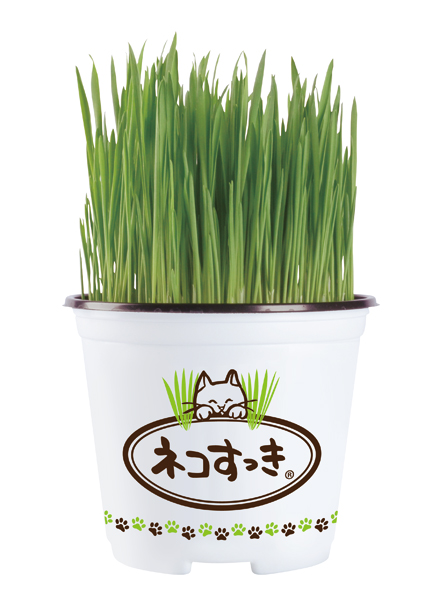 ネコすっき（12cm鉢） ／ （株）グリーンスタイル | 商品検索