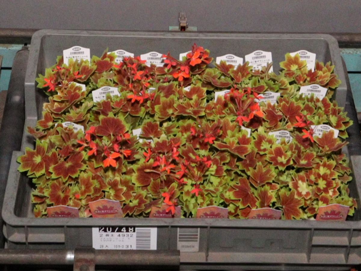 ㉞大きめ苗 さくらホイップ❣️桜大福❣️恋 交配❣️6苗 発根済メルカリ便込 Amazon.co.jp: 植樹桜1鉢6号接ぎ木3年 桜苗 (染井吉野) ソメイヨシノ桜