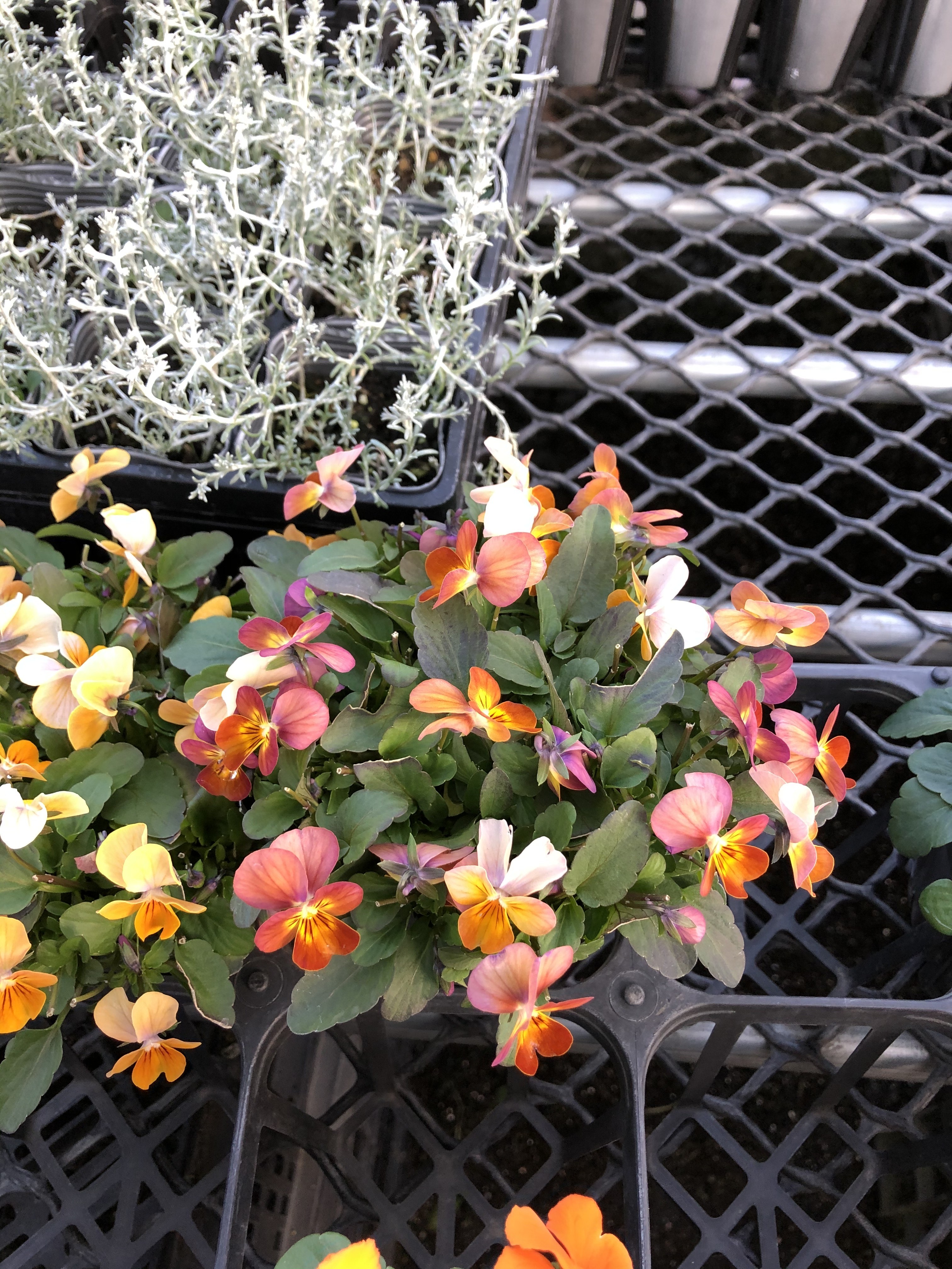 MIYABI様ご依頼品 フェデネージュムーンライト3苗 現品 タグ付き