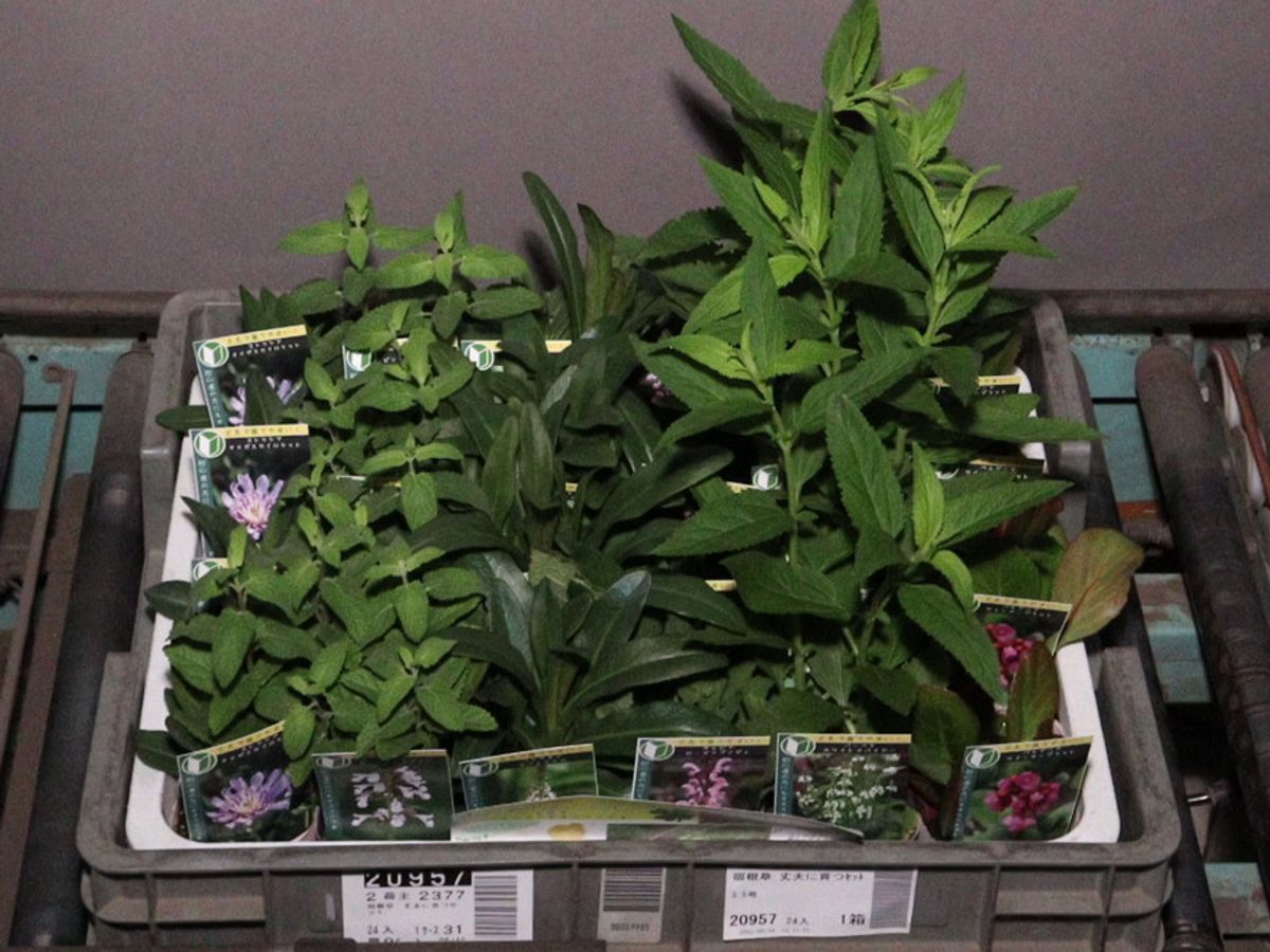 検索結果 | 商品検索 | グッデイならできる♪家族でつくる、いい一日