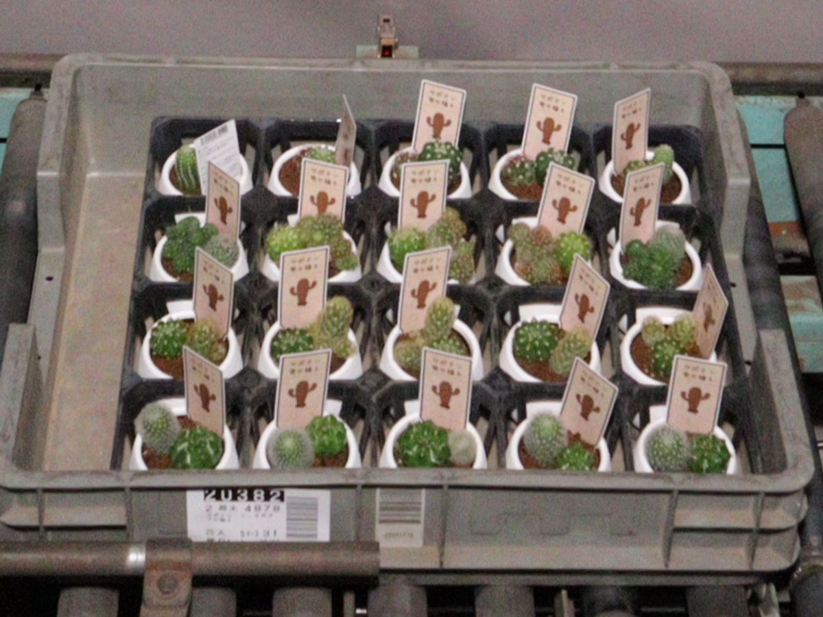 ミニサボテン ダブル植え 2号 | 商品検索 | グッデイならできる♪家族