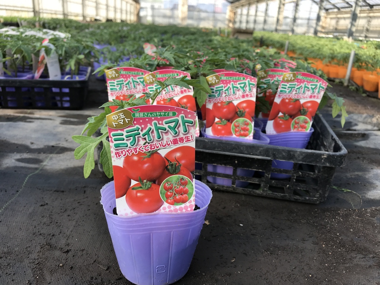 ミディとまと（中玉系） | 商品検索 | グッデイならできる♪家族で