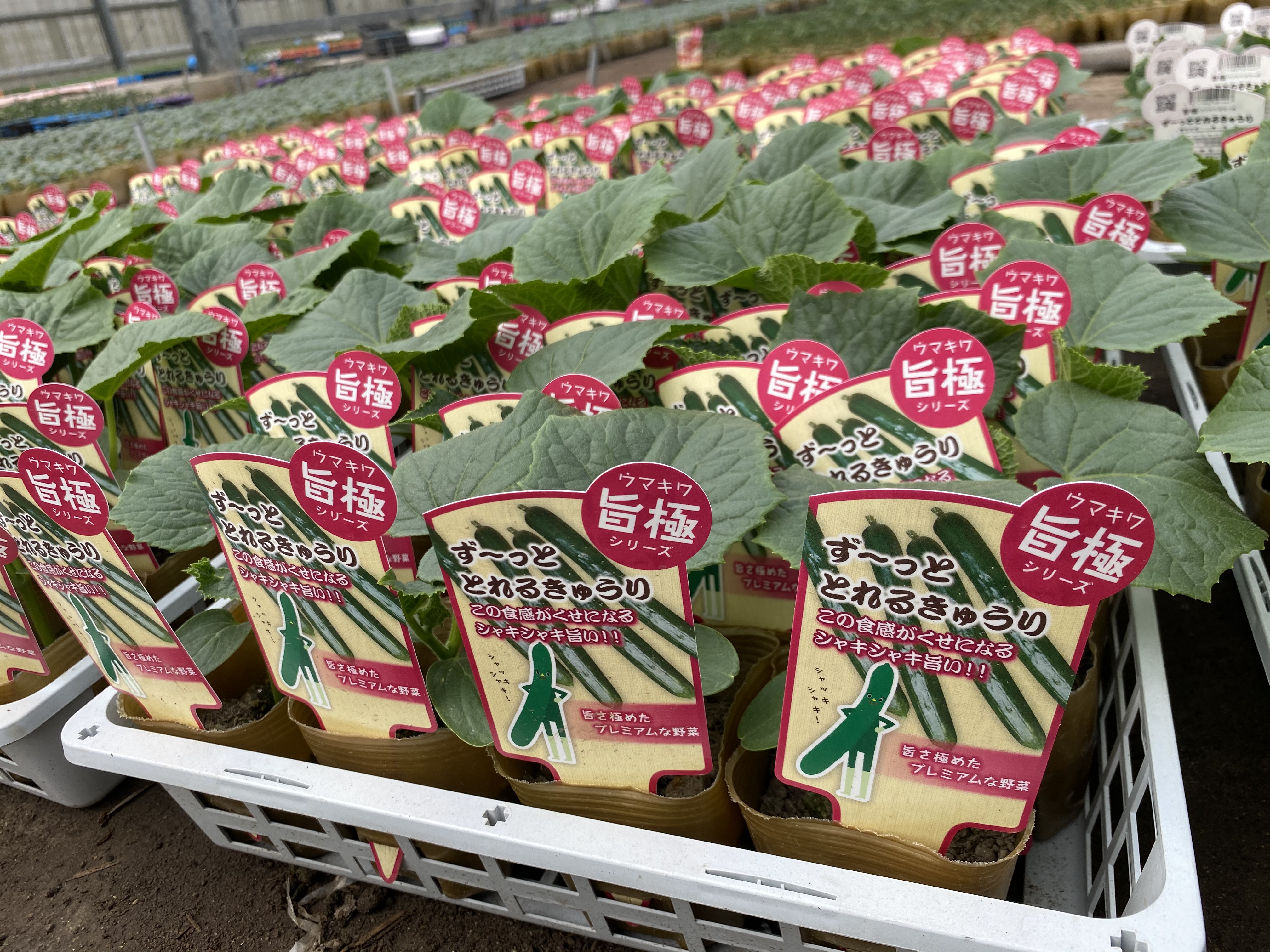 検索結果 | 商品検索 | グッデイならできる♪家族でつくる、いい一日