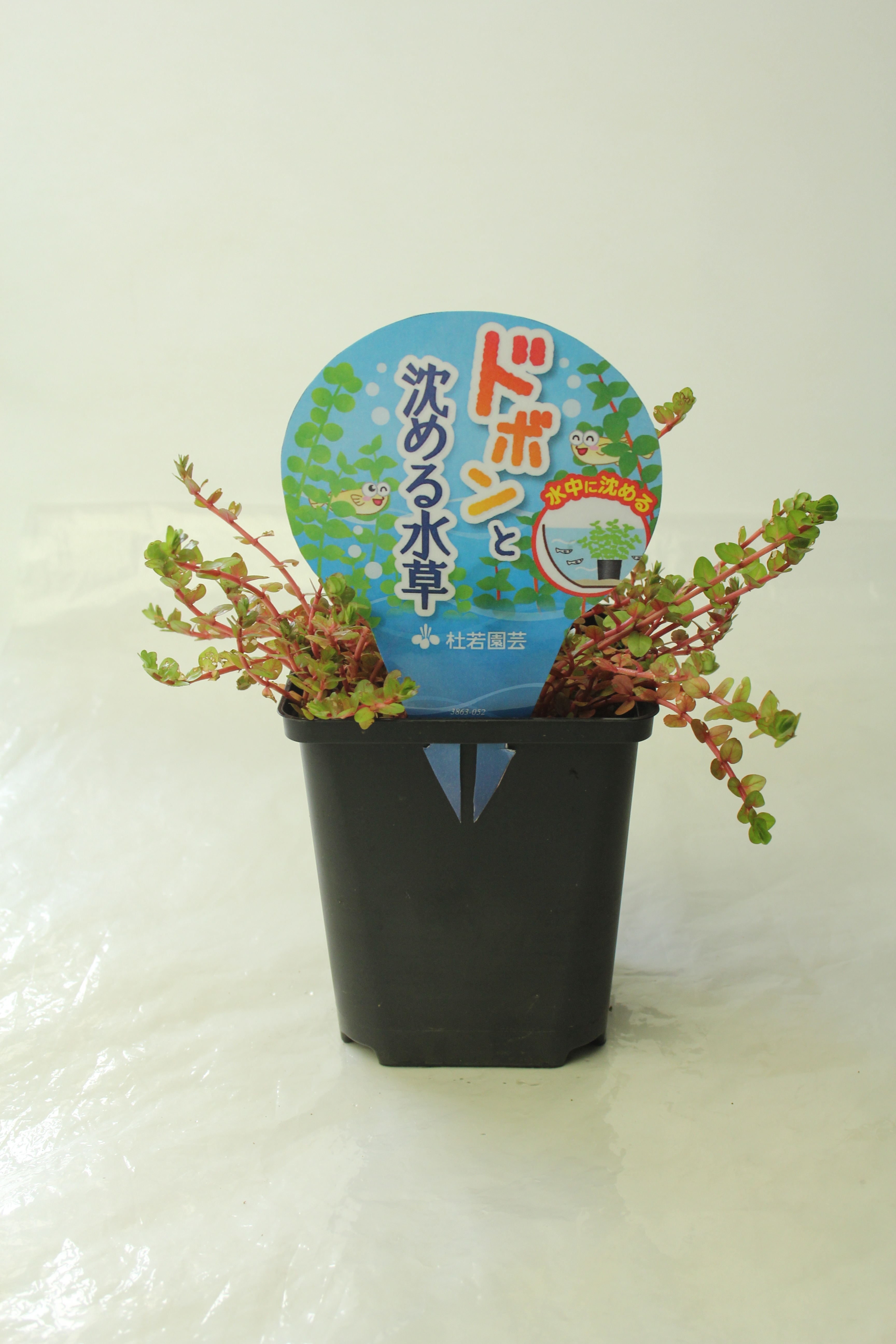 杜若園芸 ドボンと沈める水草 | 商品検索 | グッデイならできる♪家族