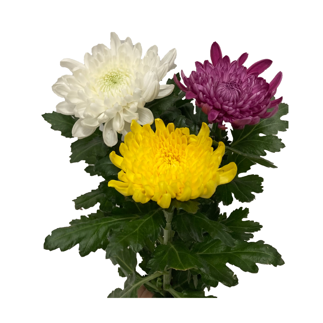 【8月8日(金)以降入荷】切花 輪菊セット