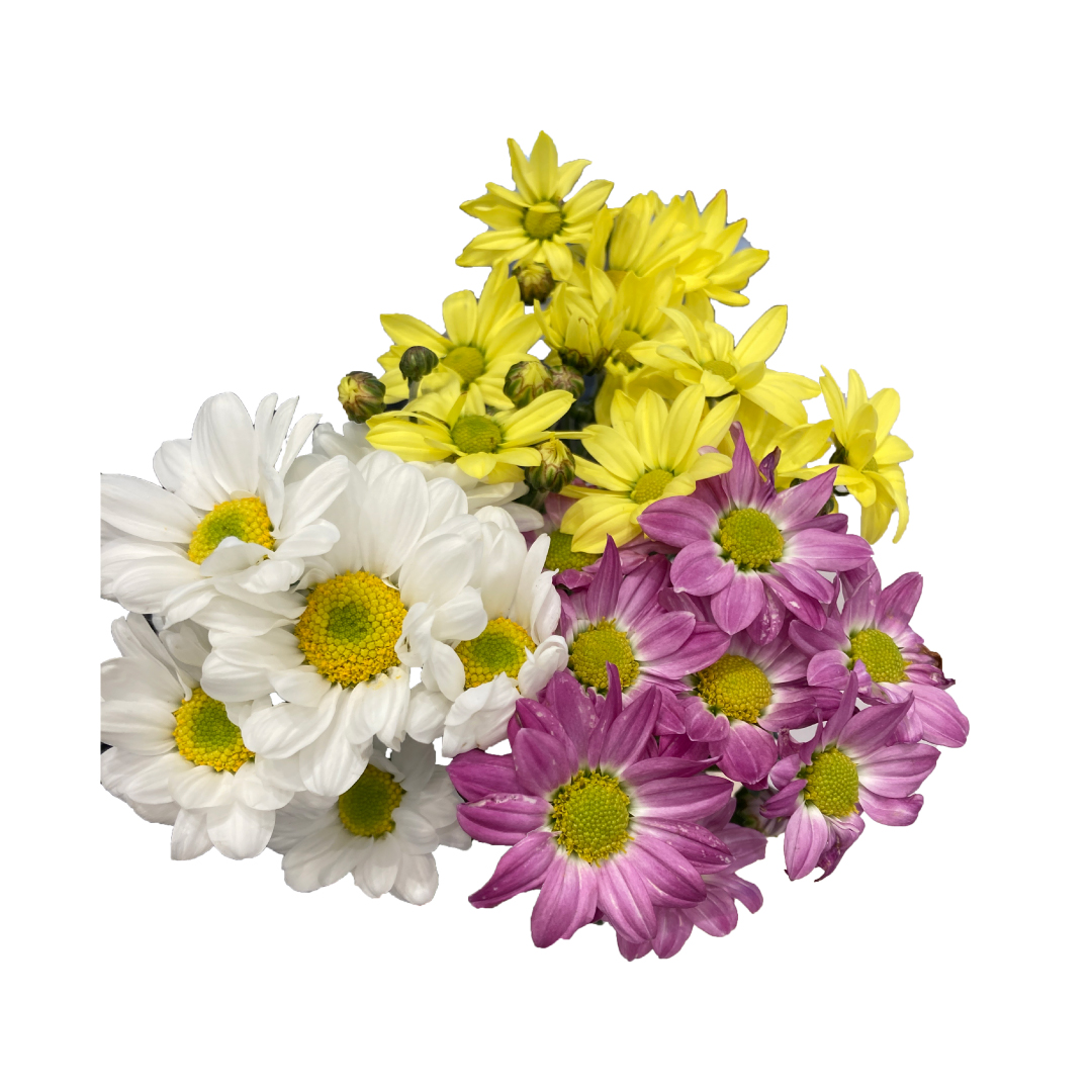 【8月8日(金)以降入荷】切花 小菊セット