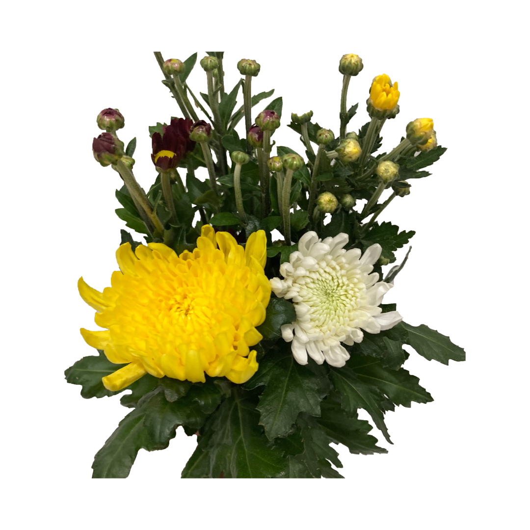 【8月8日(金)以降入荷】切花 輪菊小菊セット