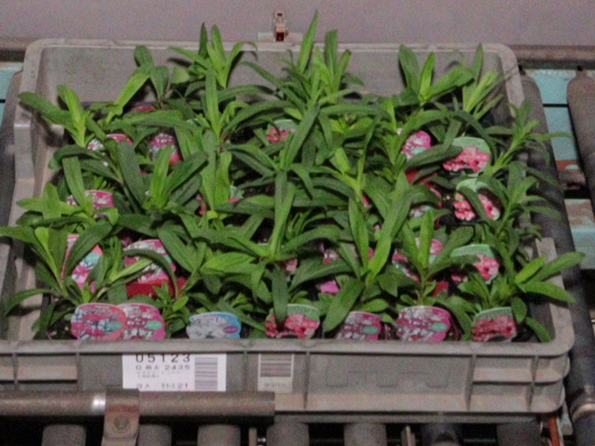 なでしこ（切花用） 3号 | 商品検索 | グッデイならできる♪家族で