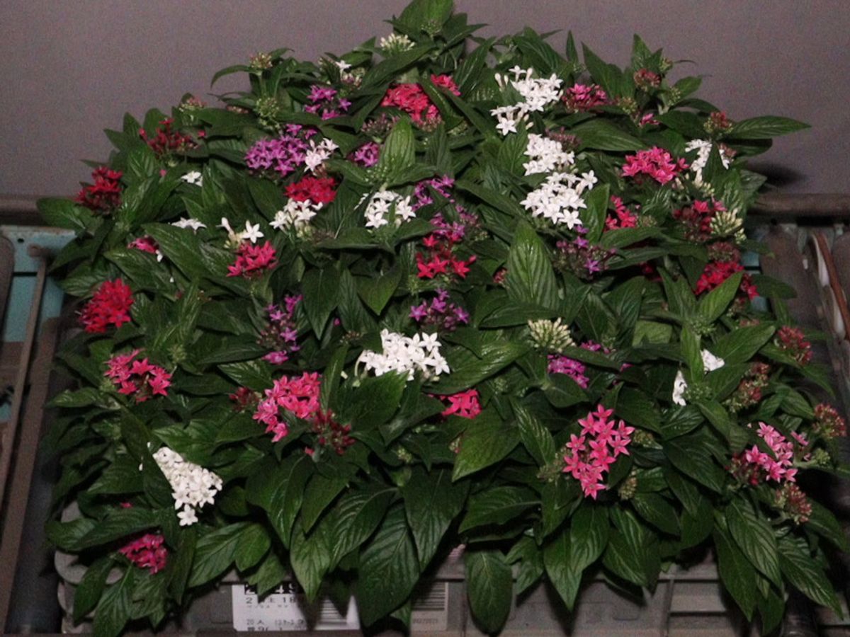 検索結果 | 商品検索 | グッデイならできる♪家族でつくる、いい