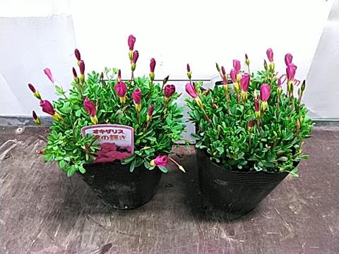 オキザリス 桃の輝き 3．5号 | 商品検索 | グッデイならできる♪家族