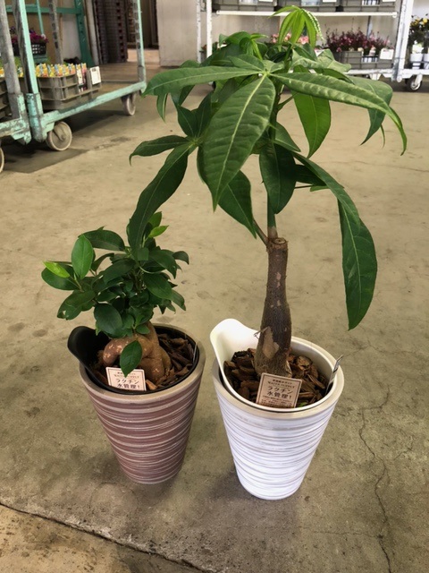 検索結果 | 商品検索 | グッデイならできる♪家族でつくる、いい一日