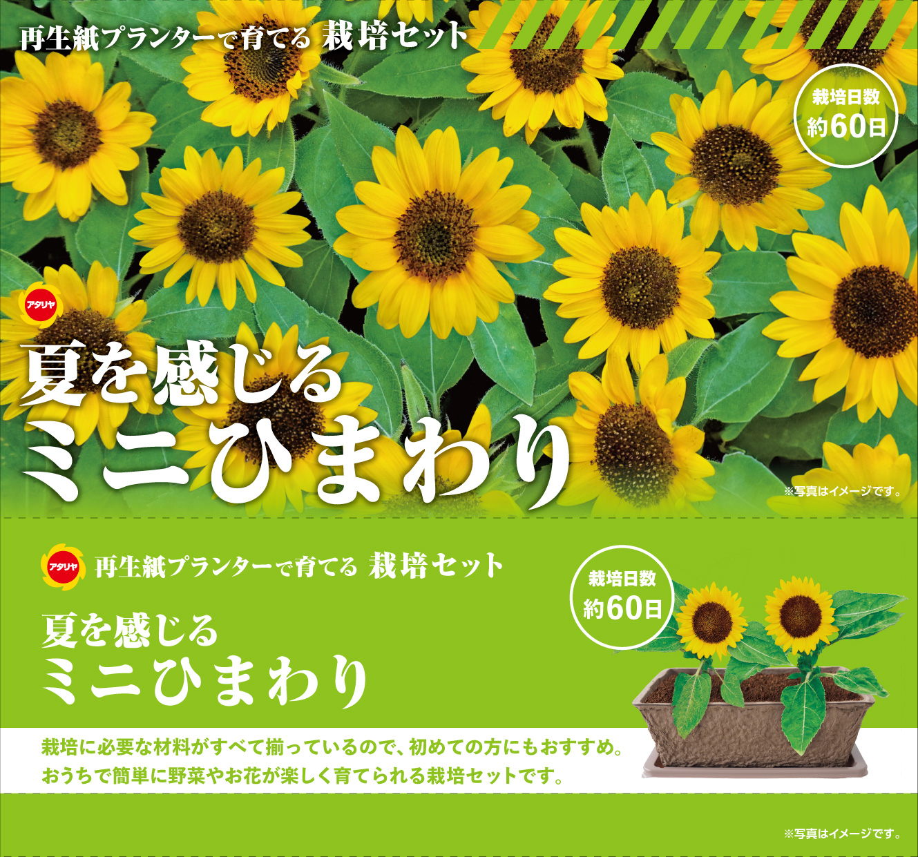 ひまわりIGINセット アタリヤ農園 ミニひまわり栽培セット [栽培キット 花 ベランダ