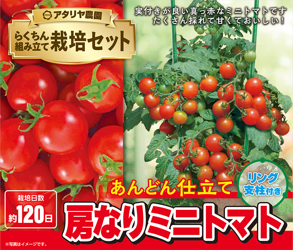 ミニトマト 8kg 【公式通販】