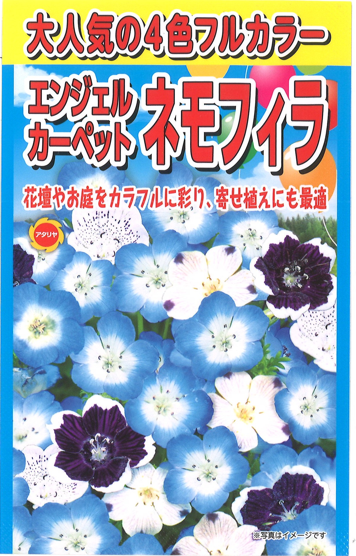 ネモフィラ混合 4色ミックス | 商品検索 | グッデイならできる♪家族