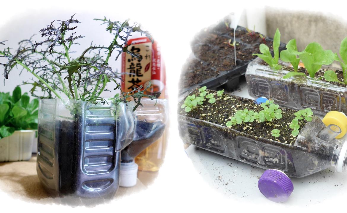膠樽變蔬菜盆栽 創意家居種植工作坊 綠活地圖