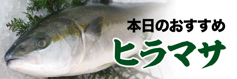 本日のおすすめはヒラマサ!