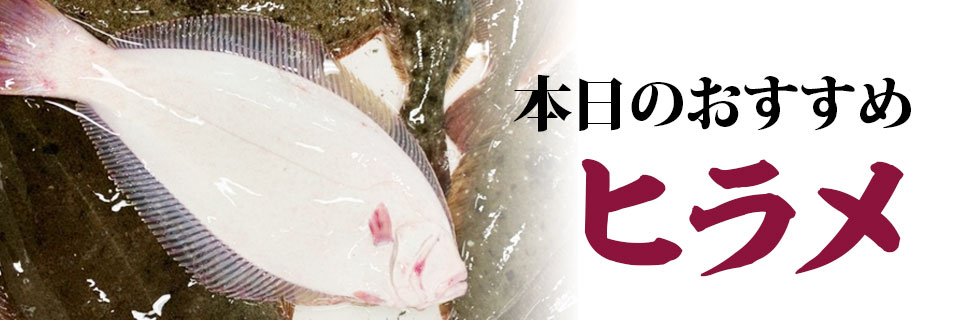 本日のおすすめはヒラメ!