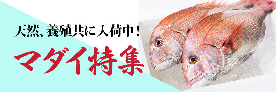 マダイ特集