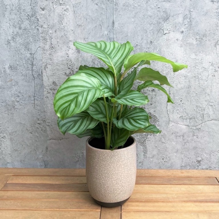 カラテア オルビフォリア Sサイズ G1 068 特長はグリーンとシルバーのストライプ With Hana グリーンロード運営 カラテア オルビフォリア Sサイズ G1 068 特長はグリーンとシルバーのストライプ With Hana グリーンロード運営