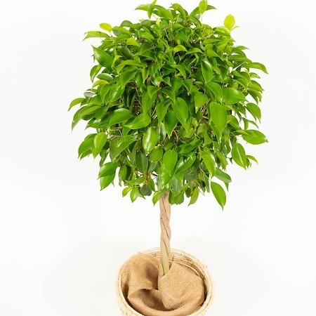 おまかせ観葉植物 Mサイズバスケット G-179（カラー：グリーン